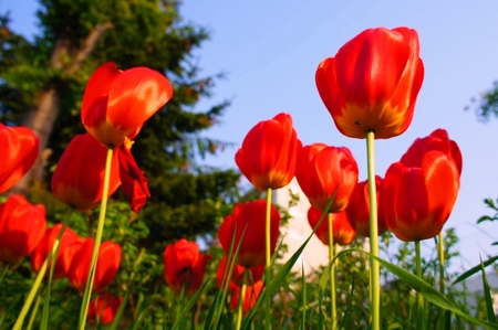 2012-5-21金環日食 029.jpg